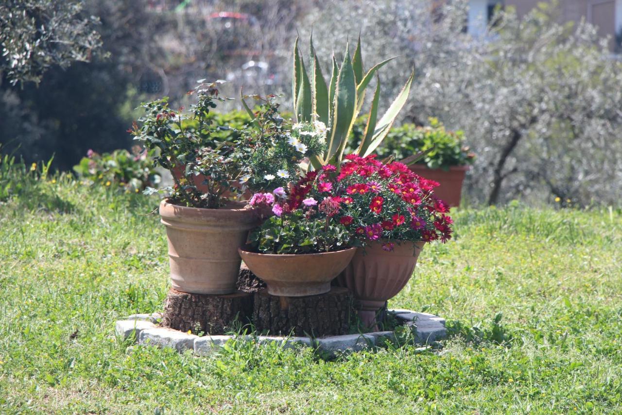 B&B La Terrazza Di Frascati Eksteriør billede