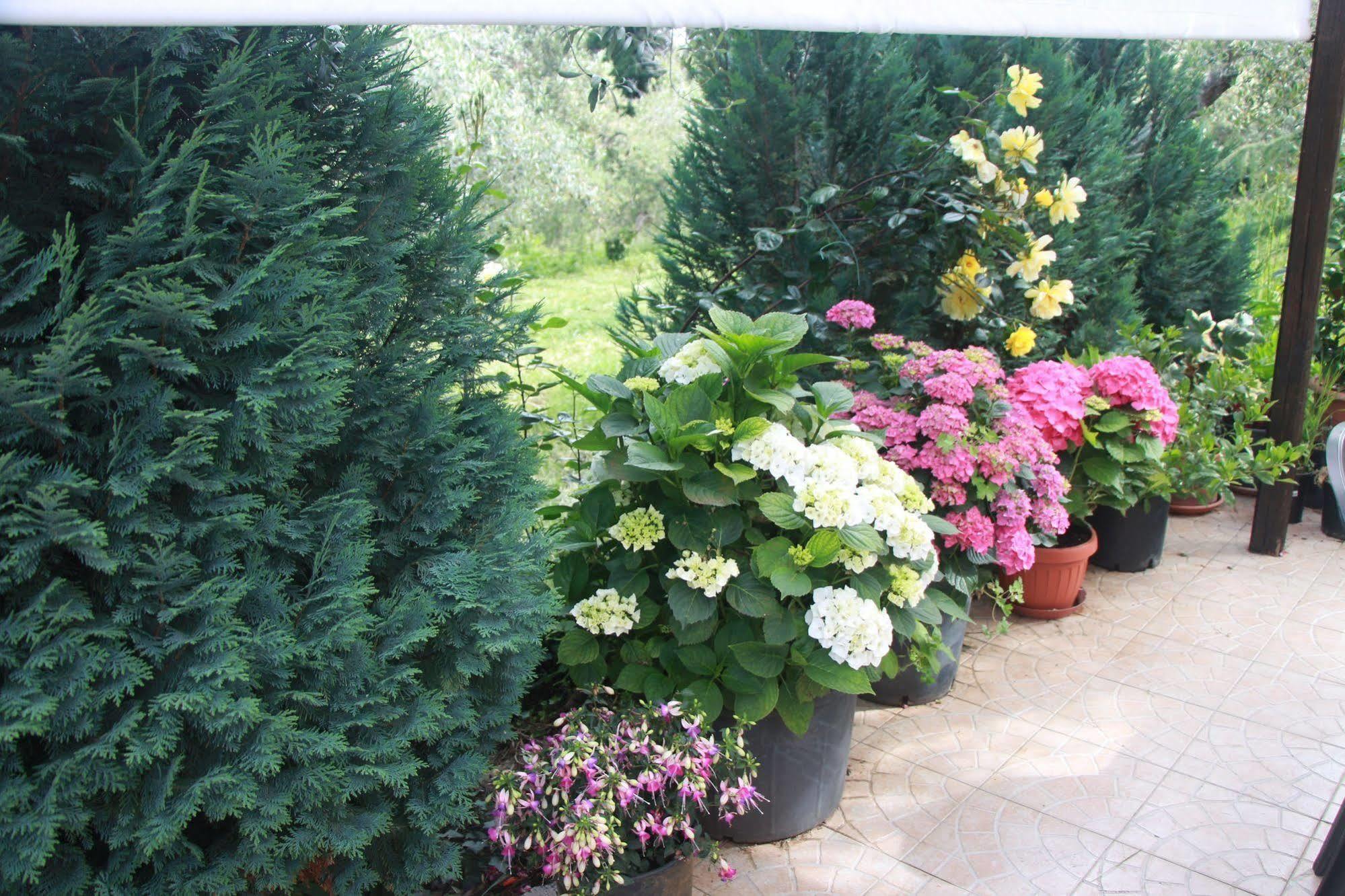 B&B La Terrazza Di Frascati Eksteriør billede